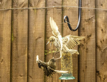 View of birds flying against wall