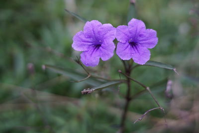 Close-up of purple flowering plant