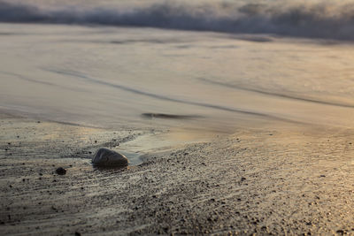 Close-up of horse on sand at beach during sunset