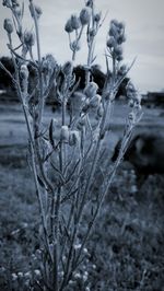 Close-up of plant growing on field