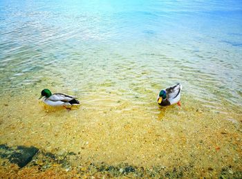 High angle view of ducks in lake