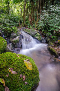 Scenic view of waterfall in forest