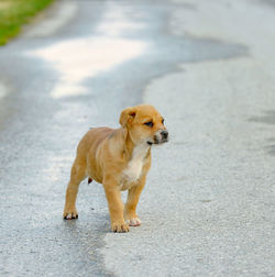 Portrait of dog standing on road puppy 