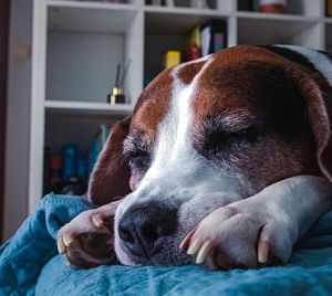 pet
