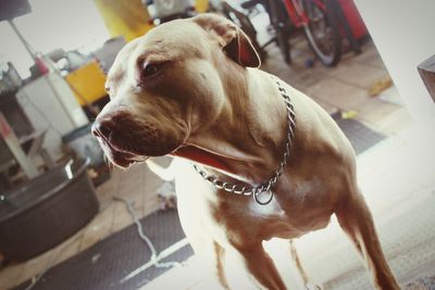 Close-up of dog looking away at home