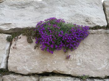 High angle view of purple flowering plants by rocks