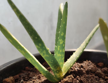 Close-up of succulent plant