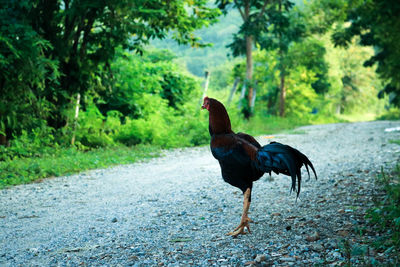 Black bird on a land