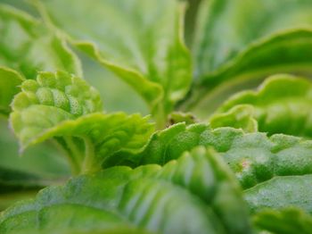 Full frame shot of fresh green leaf