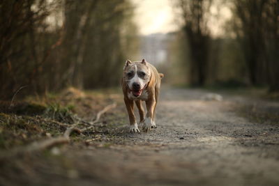 Portrait of dog running on street