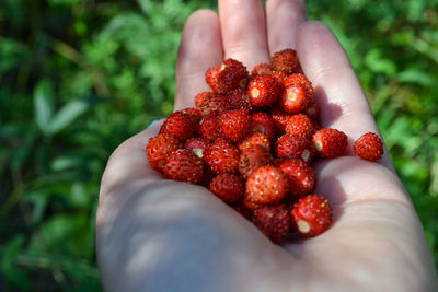 Close-up of hand holding wild strawberries