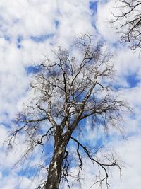 Low angle view of bare tree against sky