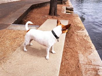 High angle view of dog by sea