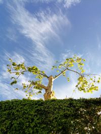 Low angle view of tree on plant against sky
