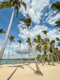 Palm trees on beach against sky