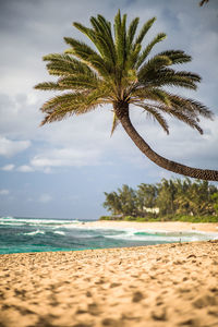 Palm tree on beach against sky