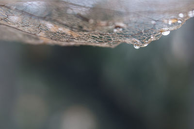 Close-up of water drops on leaf