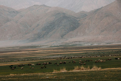 Scenic view of field against mountain