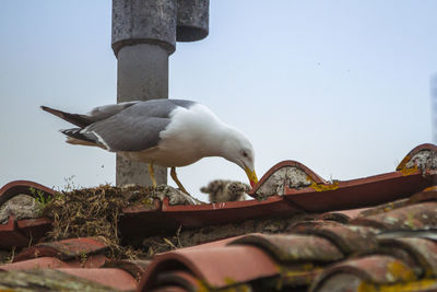 Low angle view of seagull perching on ground