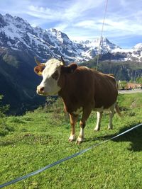 Cow standing on field against sky