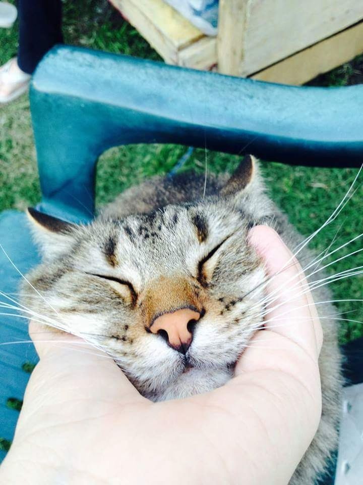 CLOSE-UP OF HAND HOLDING CAT WITH EYES