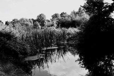 Reflection of trees in lake