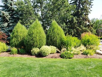 Green tree in park