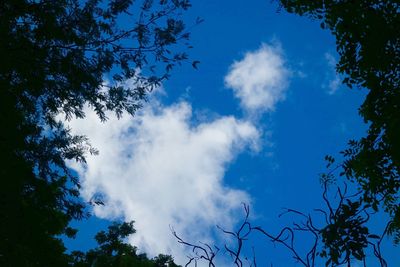 Low angle view of trees against blue sky