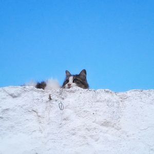 Portrait of cat against blue sky