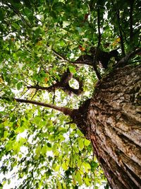 Low angle view of tree