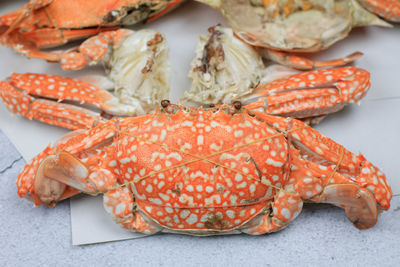 dungeness crab