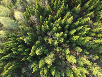 High angle view of pine tree