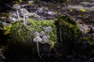 Close-up of mushrooms growing on field