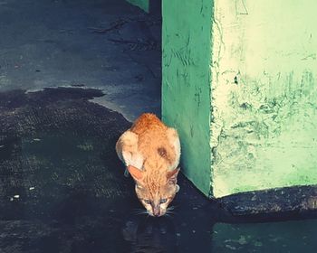 Portrait of a cat drinking water