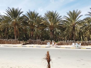 Palm trees on beach against sky