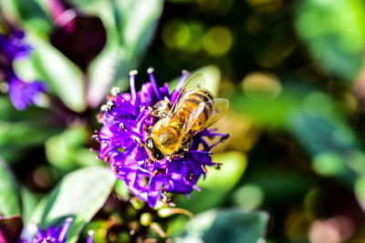 Close-up of butterfly pollinating on purple flower