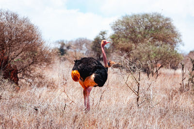 A male ostriche in the panoramic savannah grassland landscapes of tsavo west national park in kenya