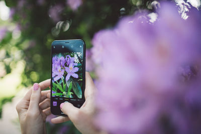 Cropped hands of woman photographing purple flowers with smart phone