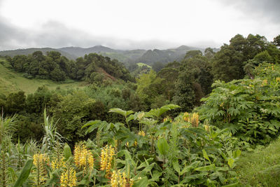 Scenic view of trees and mountains against sky