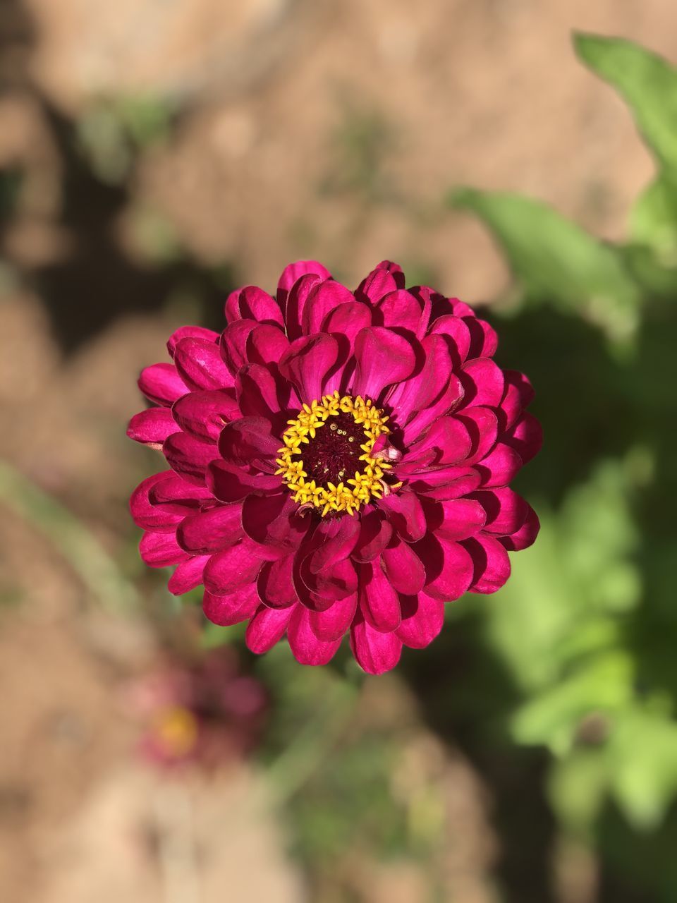 CLOSE-UP OF PINK FLOWER AGAINST BLURRED BACKGROUND