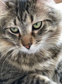 Close-up portrait of a cat