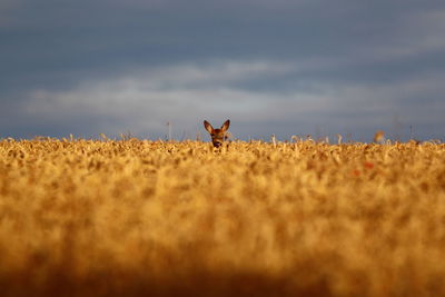 Deer on field against sky