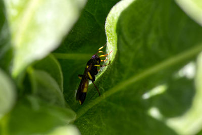 Close-up of insect on leaf