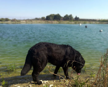 Close-up of dog drinking water