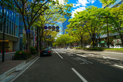 Cars on road by trees in city