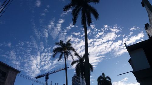 Low angle view of palm trees against sky