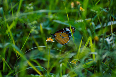 Close-up of butterfly pollinating flower