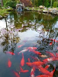 High angle view of koi carps swimming in pond