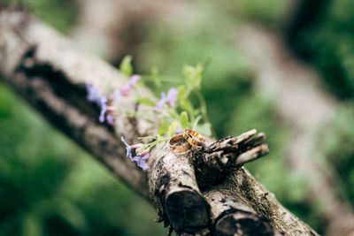 Close-up of insect on plant