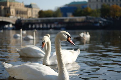 Swan floating on lake